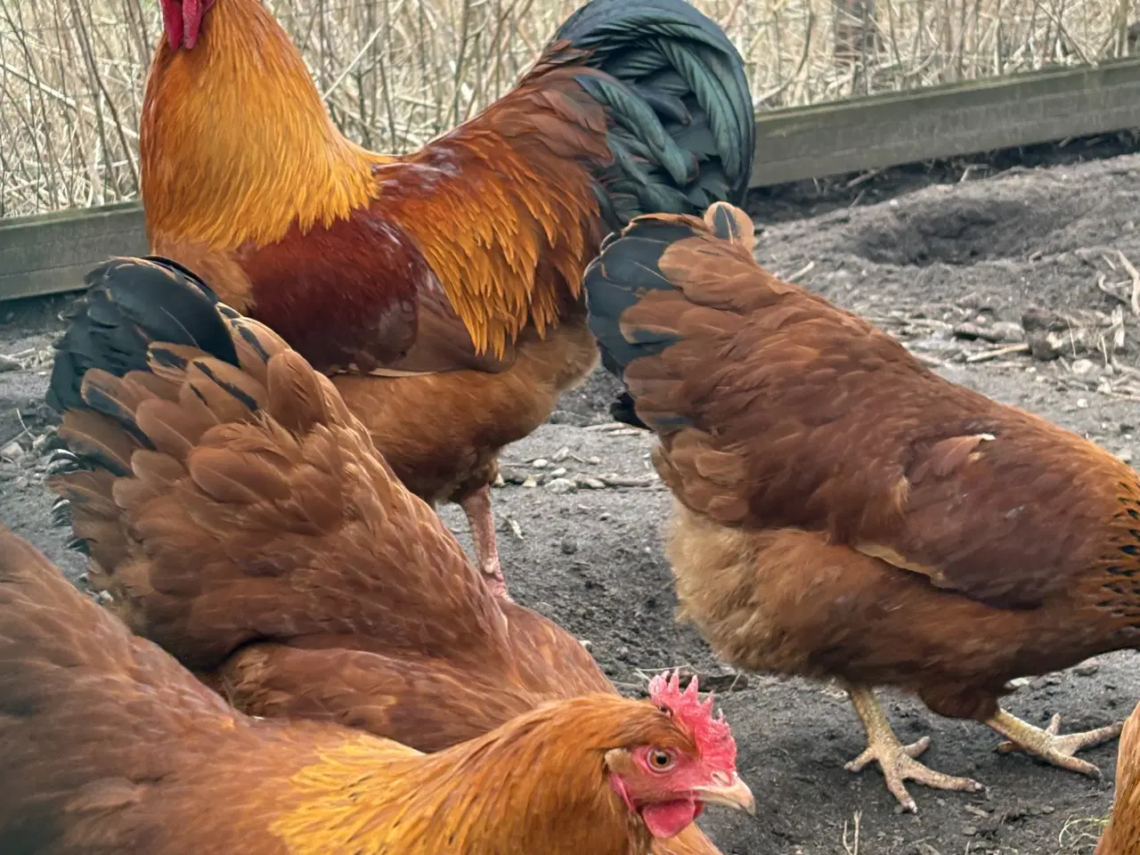 Billede 4 - Rugeæg fra racehøns 