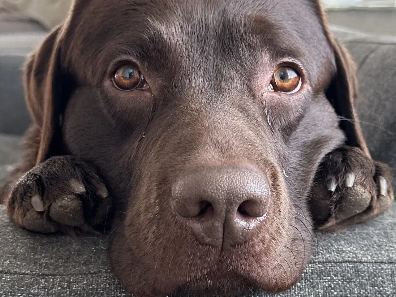Billede 14 - Berner Sennen & Labrador - Bedækning tilbydes