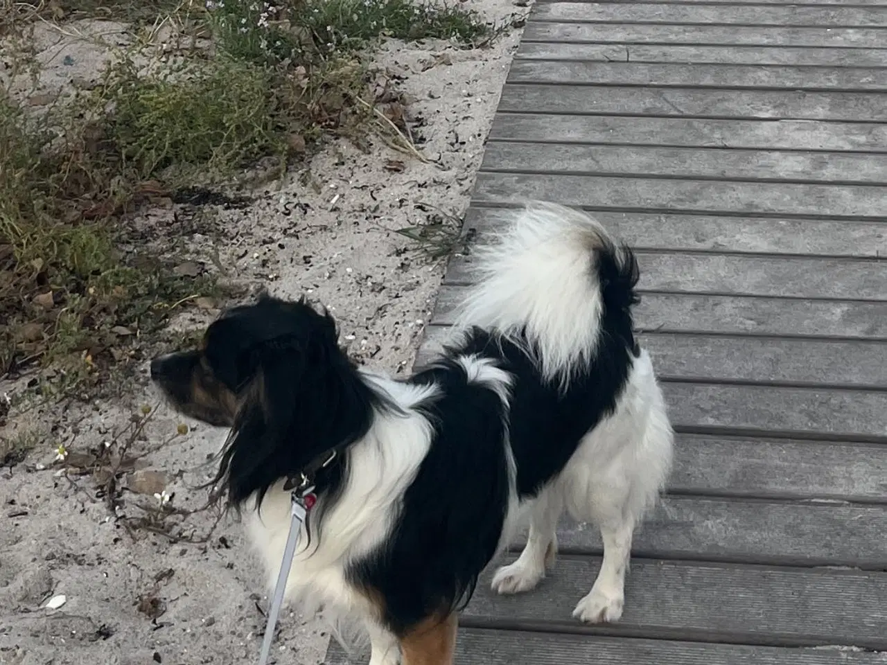 Billede 6 - Skøn hanhund tilbydes til avl 