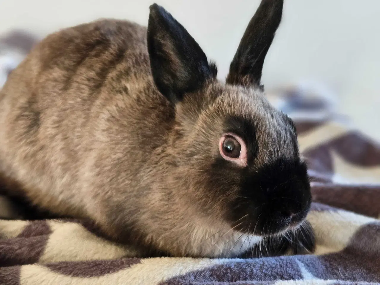 Billede 2 - Kanin grå/sort 1/2 år