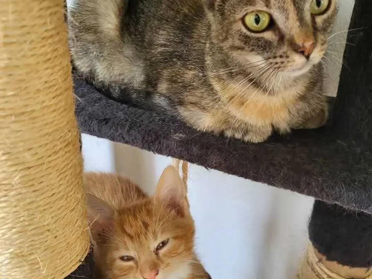 Billede 4 - Pippi ✅️ Neutraliseret, Vaccineret, og øremærket♀️