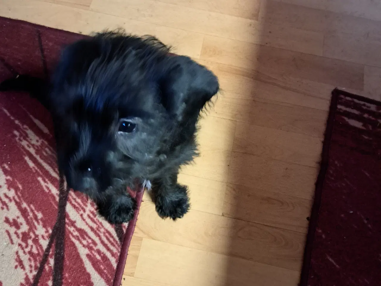 Billede 1 - Hundehvalp