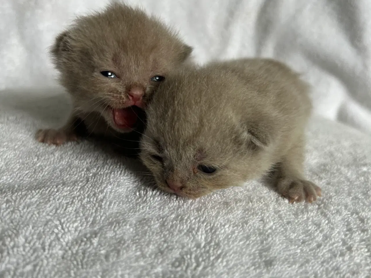 Billede 3 - British shorthair hun killing sælges
