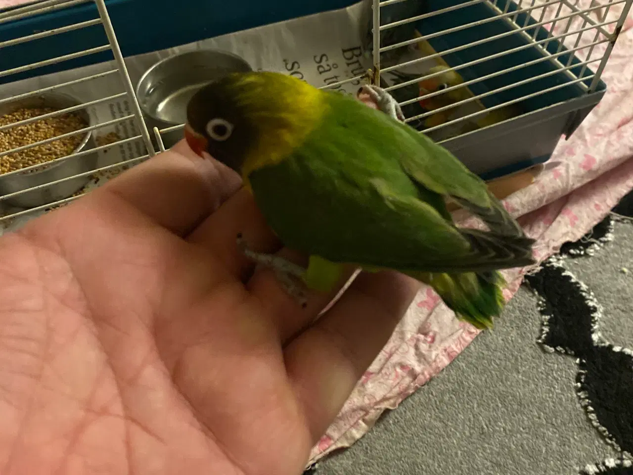 Billede 4 - Fugle Dværgpapegøje