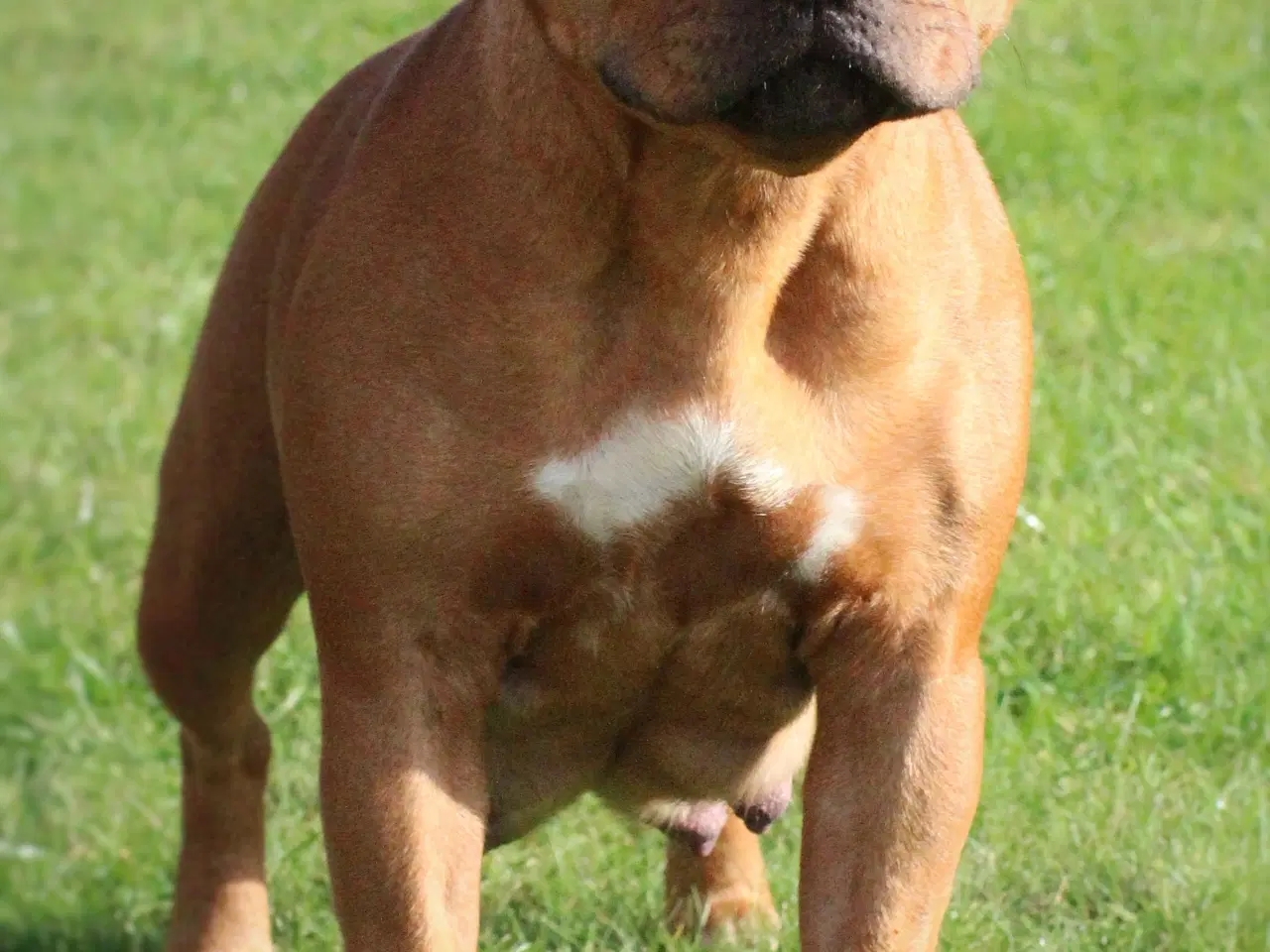 Billede 8 - Staffordshire Bull Terrier DKK