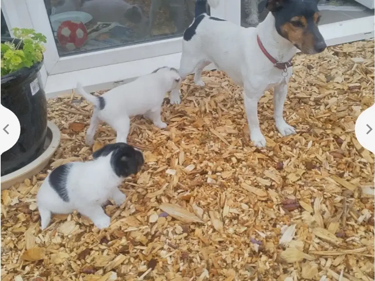 Billede 1 - Jack Russell Terrier hvalpe