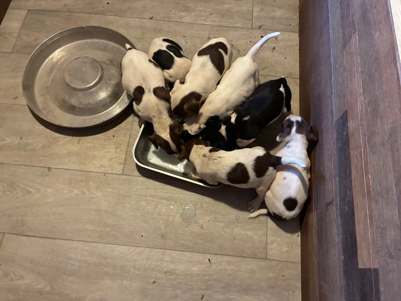 Billede 3 - Hundehvalpe Dansksvensk gårdhund