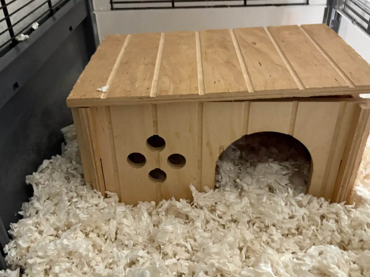 Billede 12 - To Han marsvin og tilbehør 