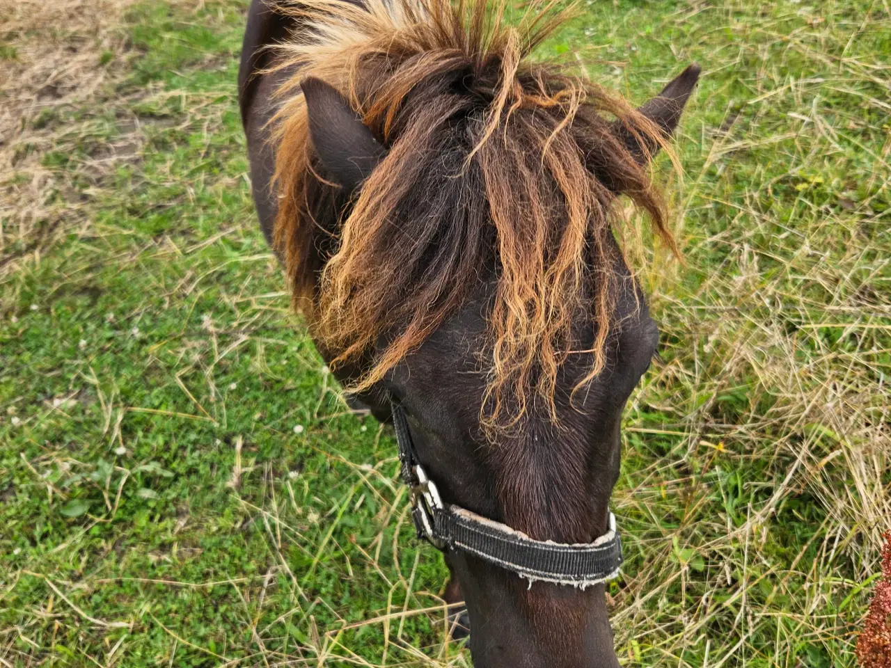 Billede 2 - Bambi shetter hoppe 1,5 år