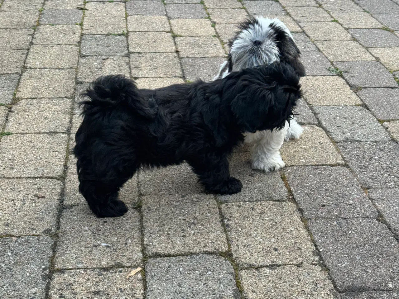 Billede 14 - Shih Tzu hvalp - Alfred 
