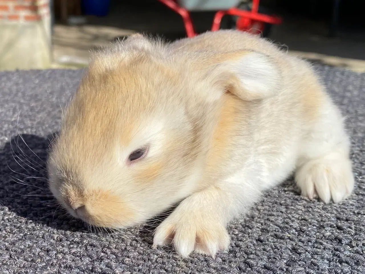 Billede 5 - FRANSK VÆDDER HUN VILDTGUL