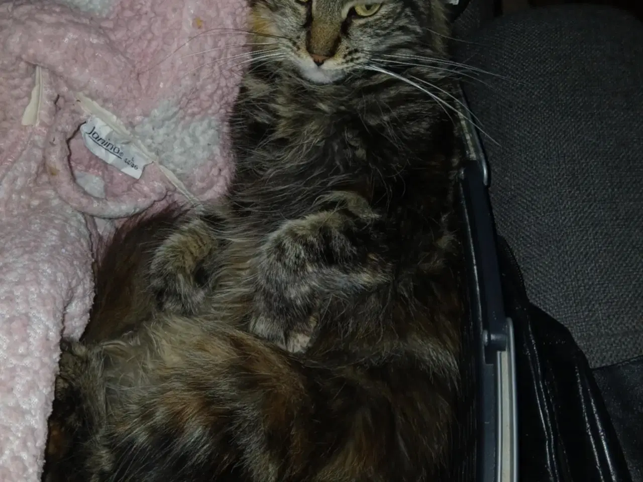 Billede 2 - Smuk lille Main coon pige