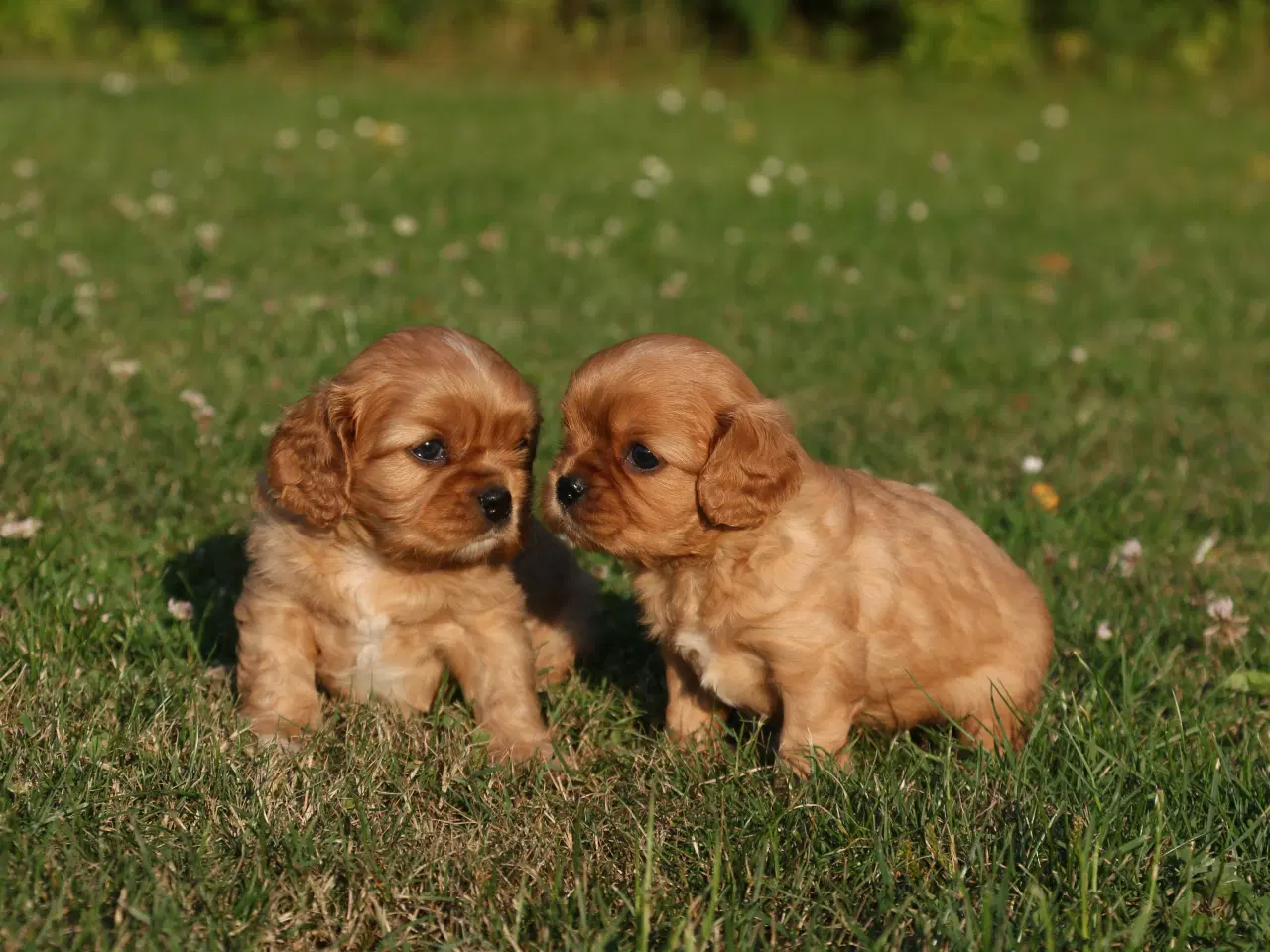 Billede 14 - cavalier king charles spaniel