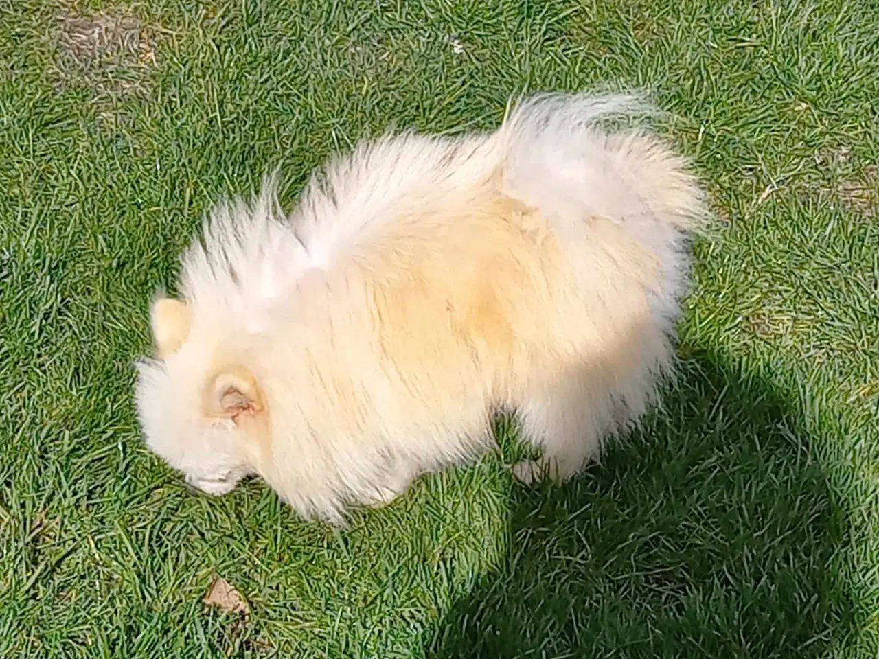 Billede 3 - Smuk Pomeranian dreng