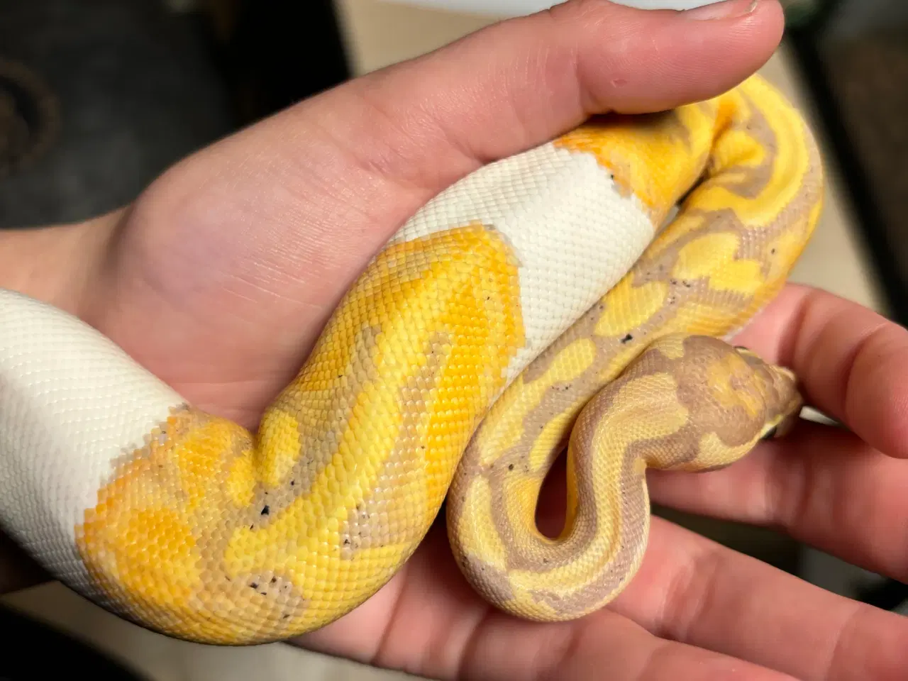 Billede 2 - Kongepython Banana Pied