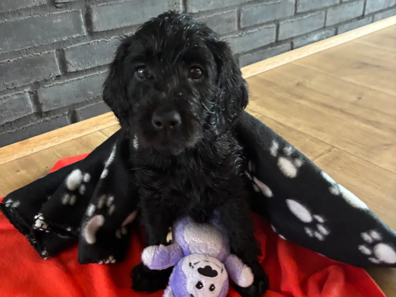 Billede 6 - Labradoodle hvalp klar til nyt hjem