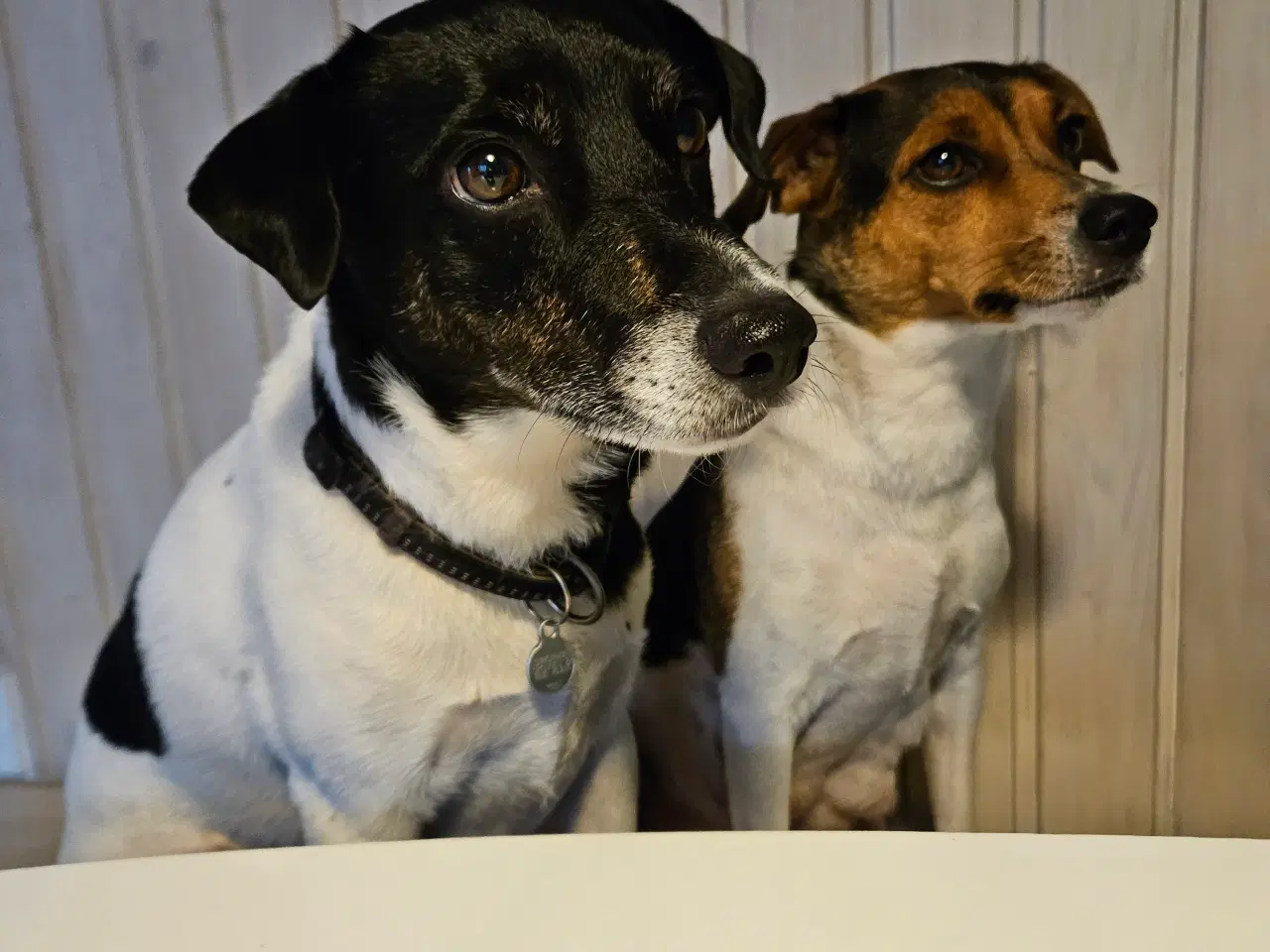 Billede 5 - Dansk/svensk gårdhundehvalpe