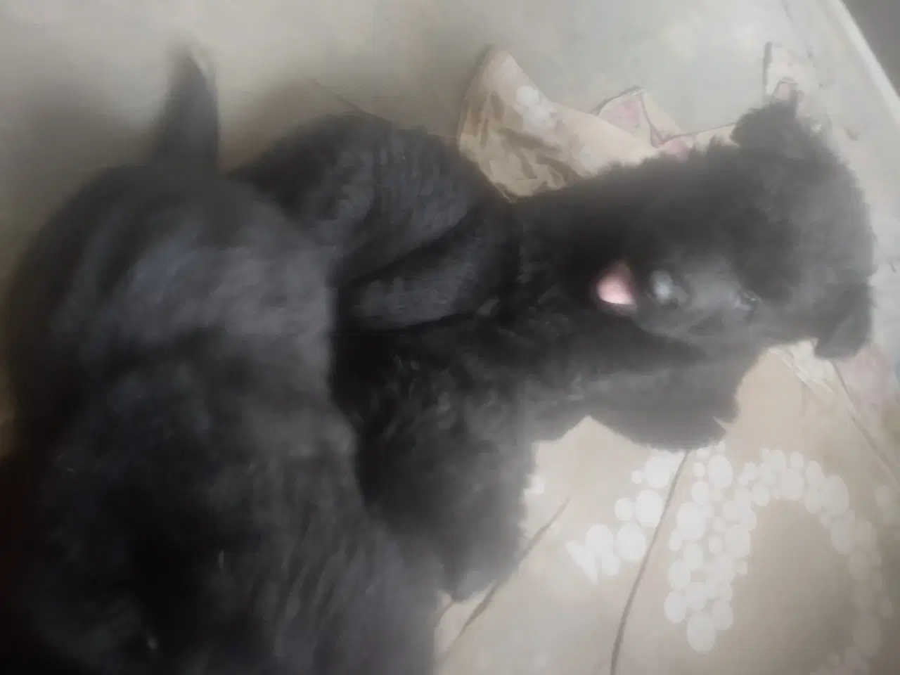 Billede 2 - Schæfer hvalp langhår sort