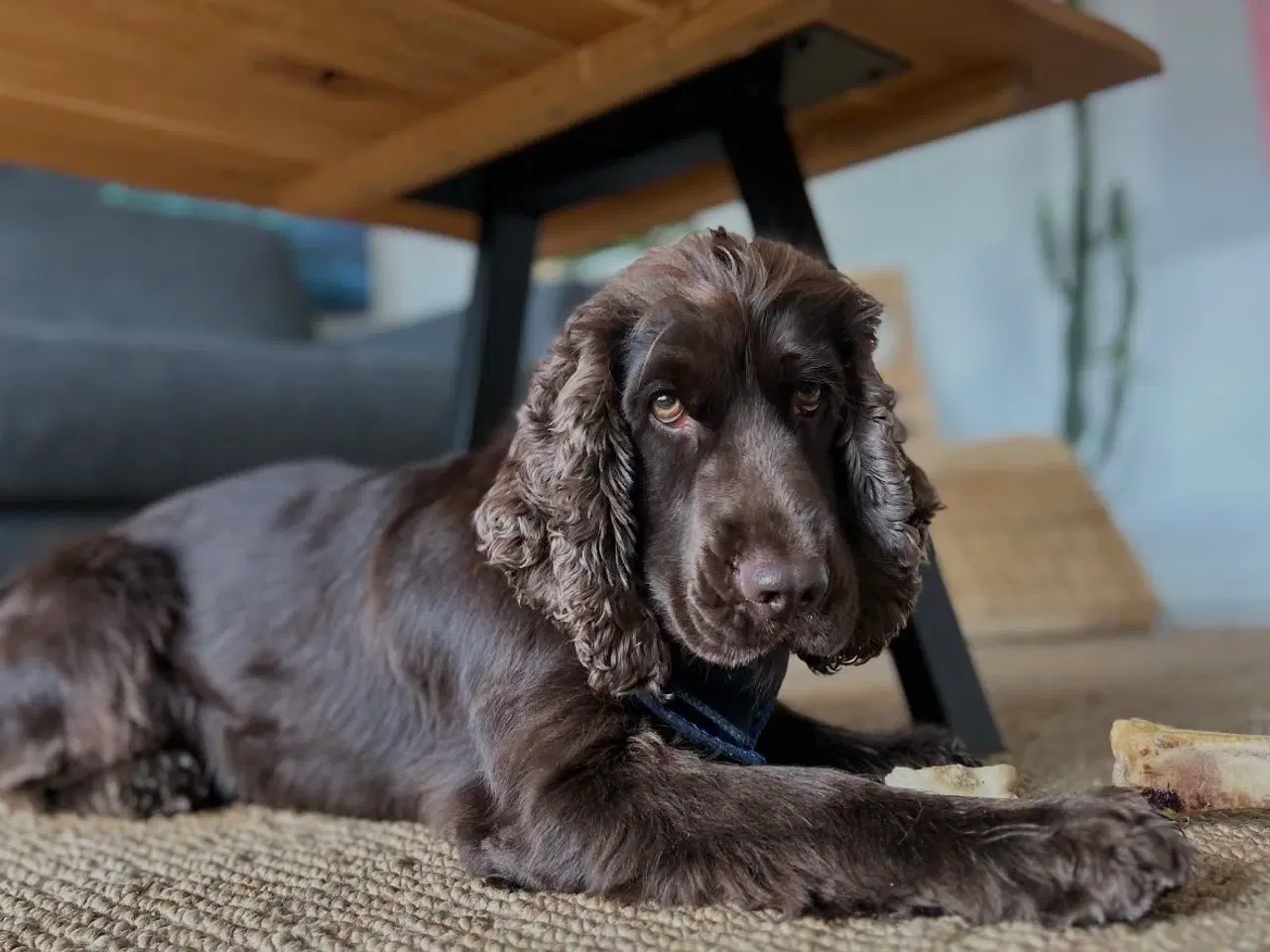 Billede 9 - Hvalpe på vej 