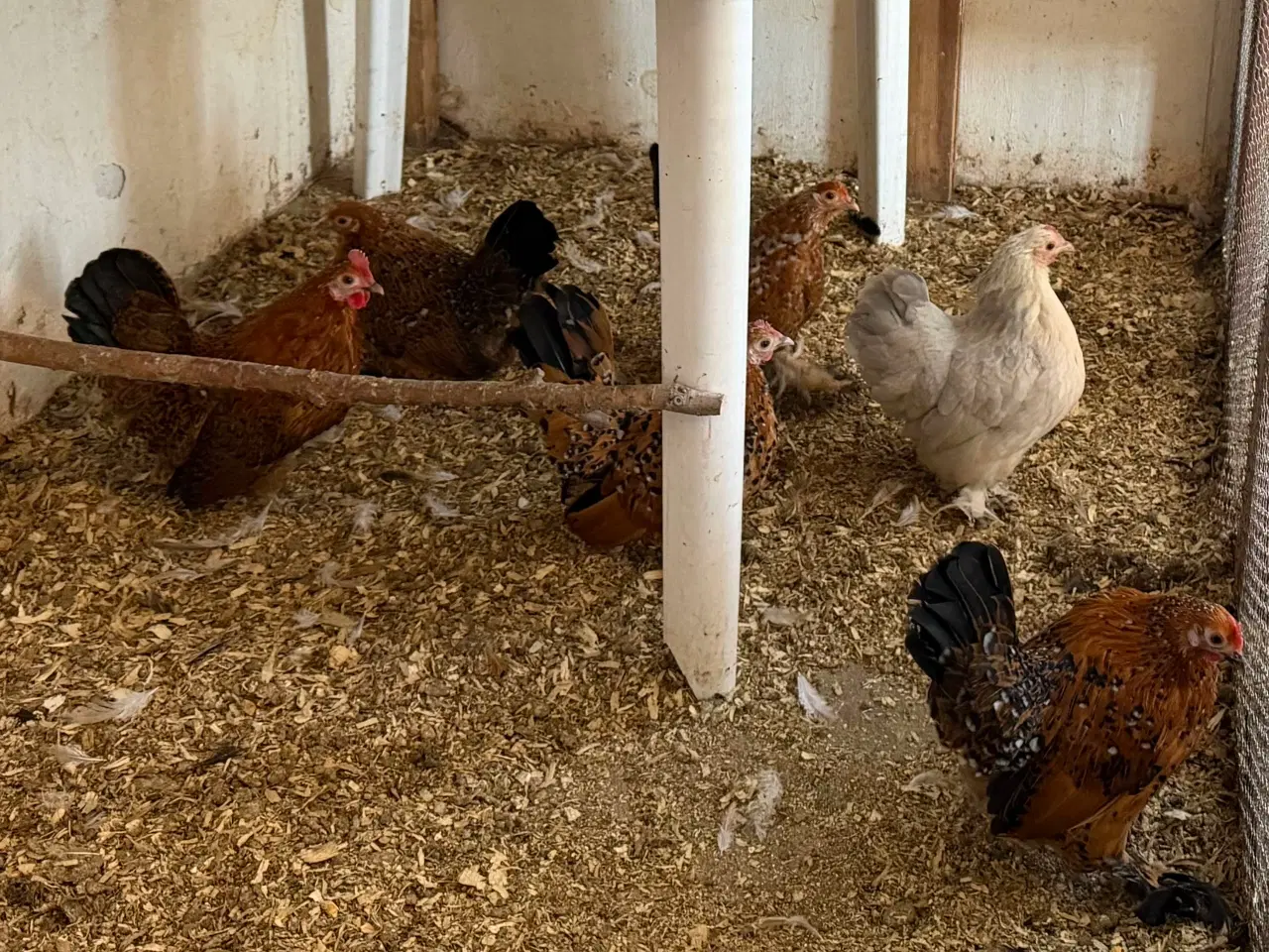 Billede 2 - Små dværg høner