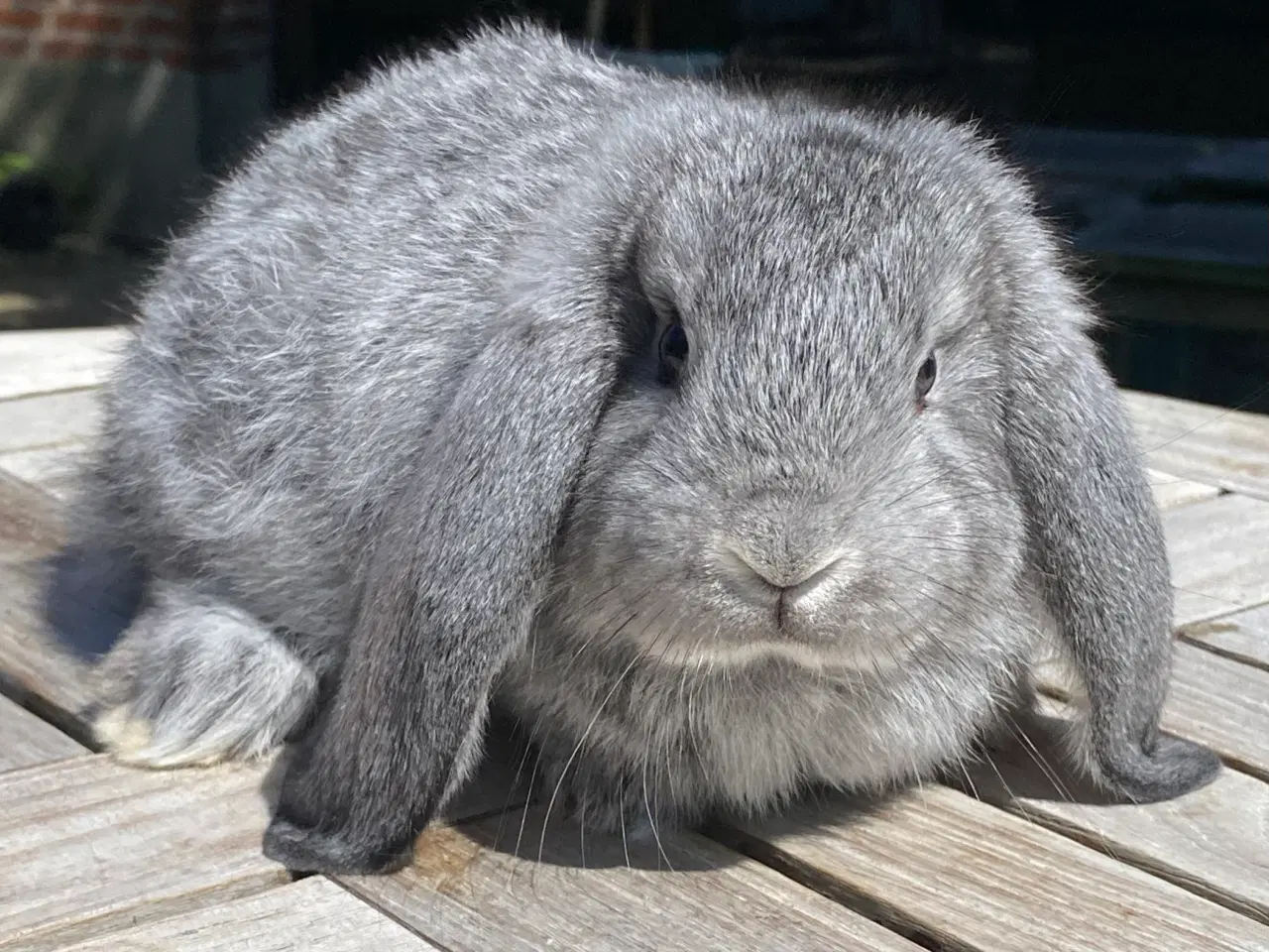 Billede 5 - FRANSK VÆDDER HUN CHINCHILLA