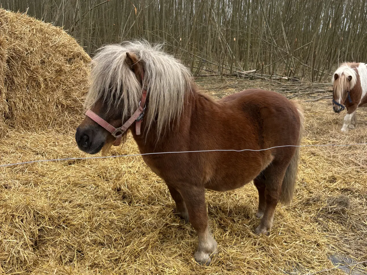 Billede 4 - Charmerende og avlssikker shetlænderhingst