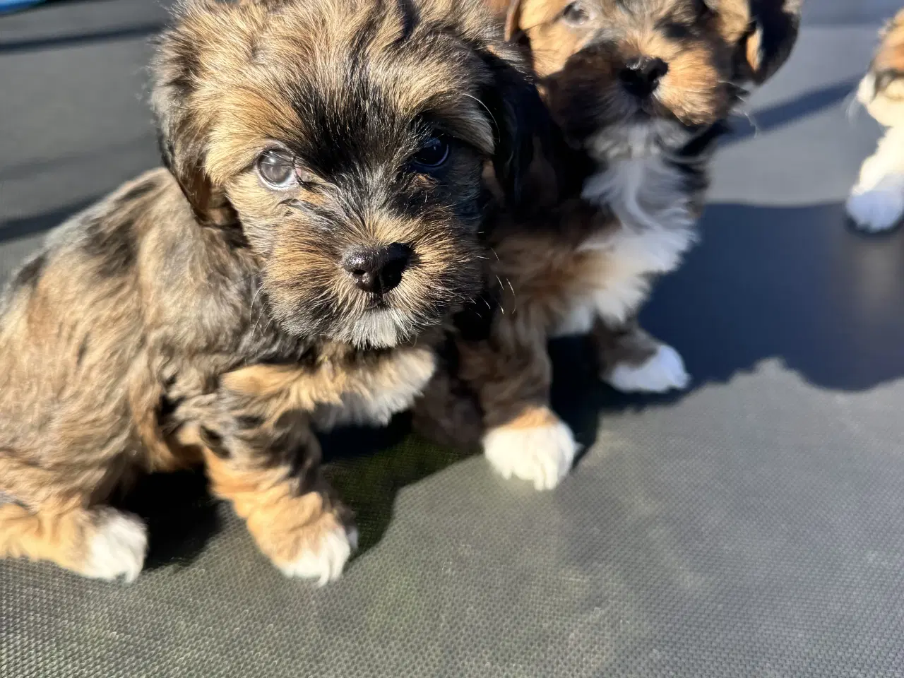 Billede 8 - Bichon havanaiser hvalpe med stamtavle 