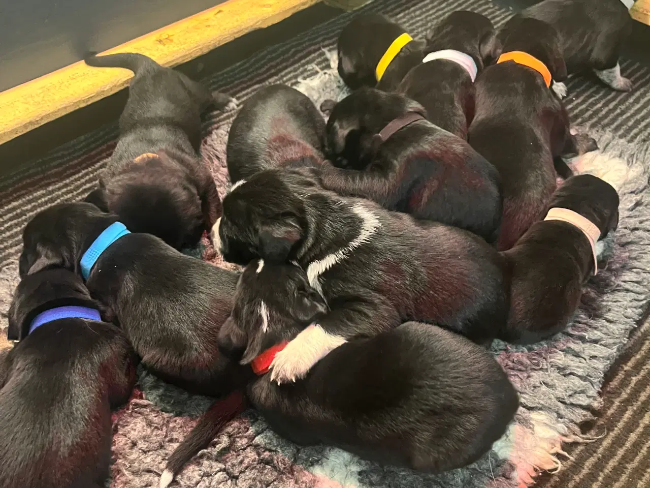 Billede 4 - Rulaber ( Labrador-Ruhåret hønsehund )