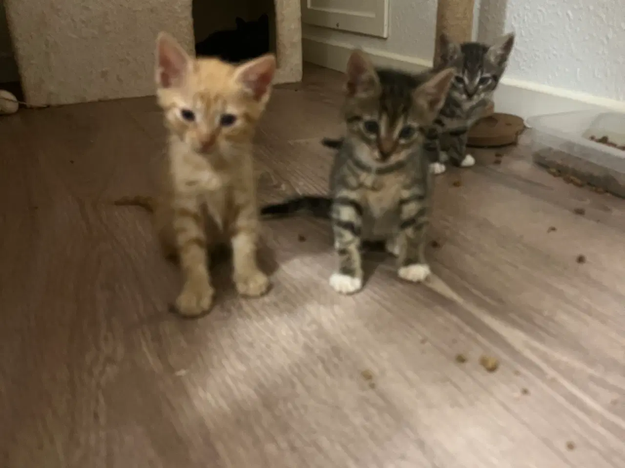 Billede 2 - Katte