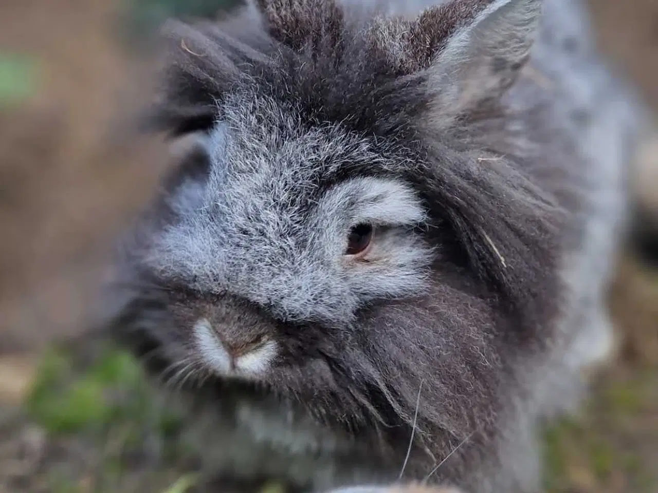 Billede 1 - HASTER 3 kaniner bortgives