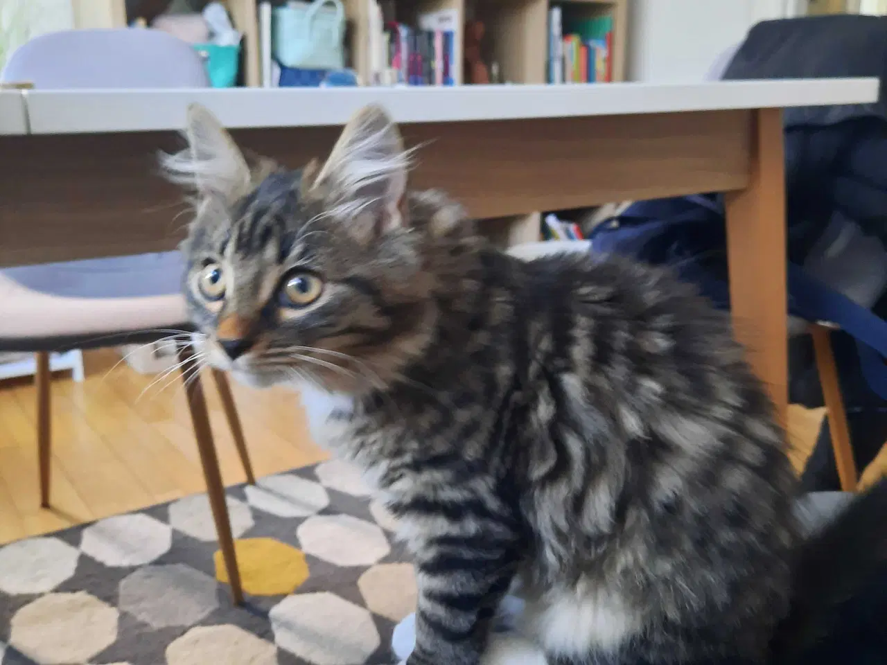 Billede 3 - Killing på 5 mdr. (Steriliseret) gives væk