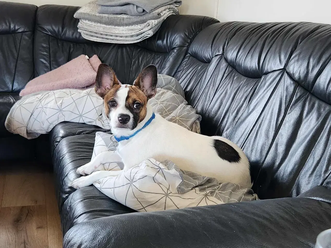 Billede 2 - Blandings hund sælges