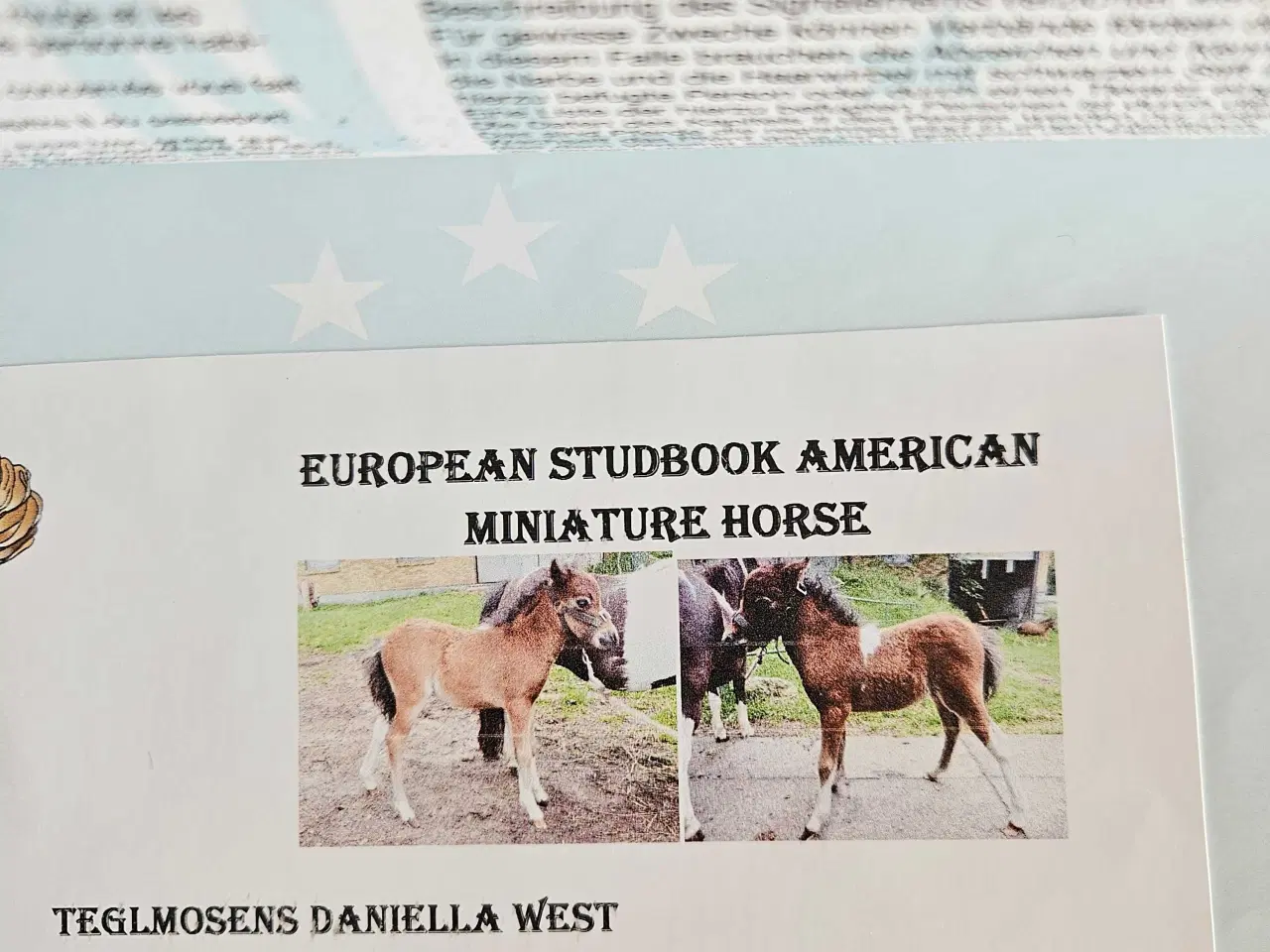 Billede 7 - Kåret AMHA Hoppe 