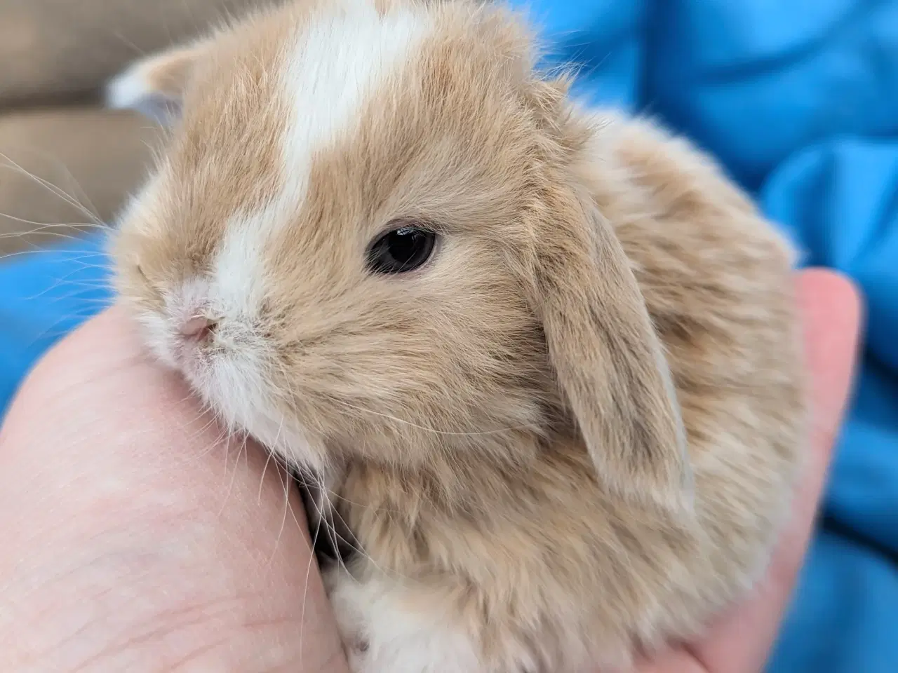 Billede 7 - Minilop kaninunge sælges