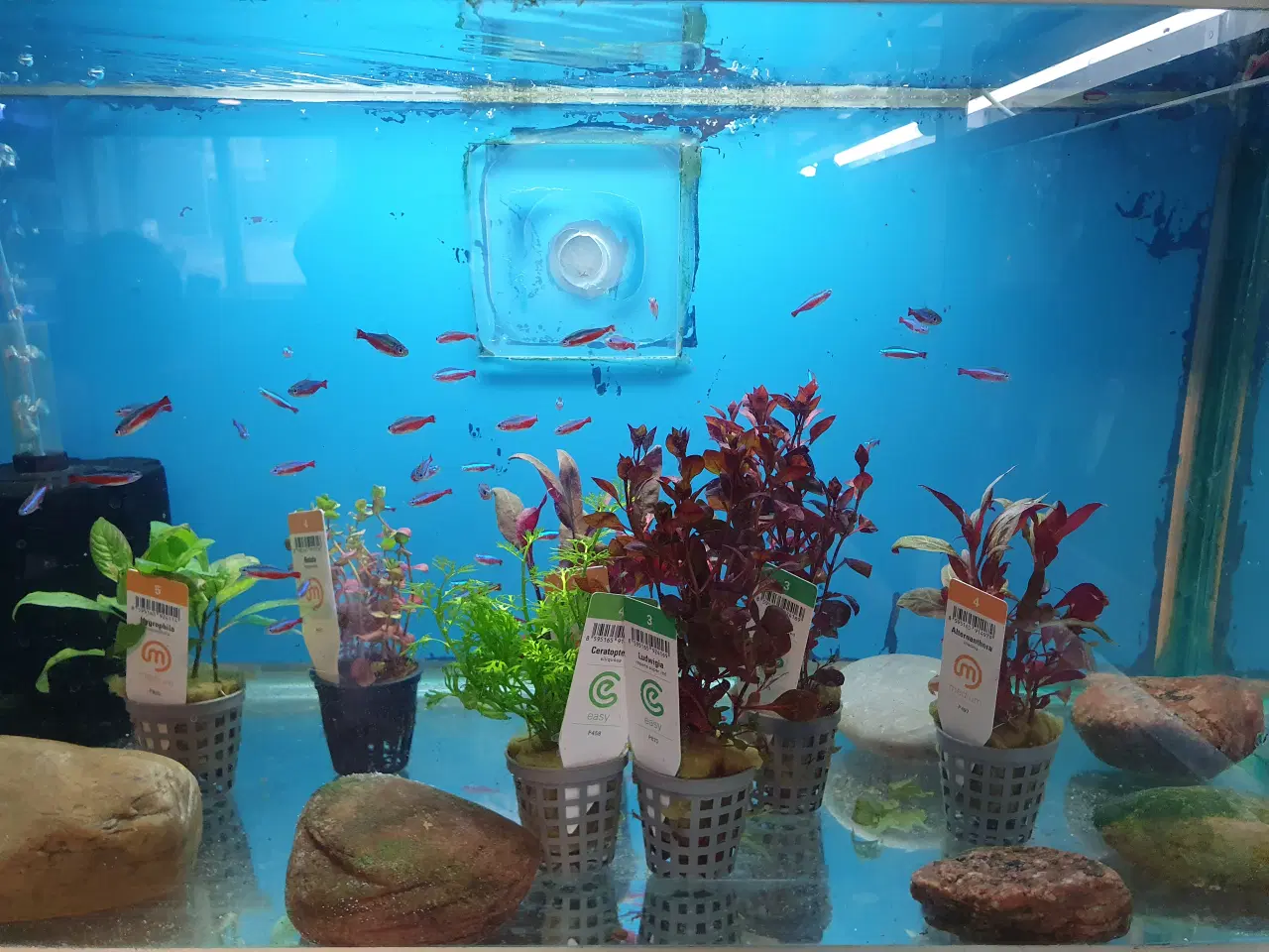 Billede 6 - Rød & Sort Neon sælges 🐟