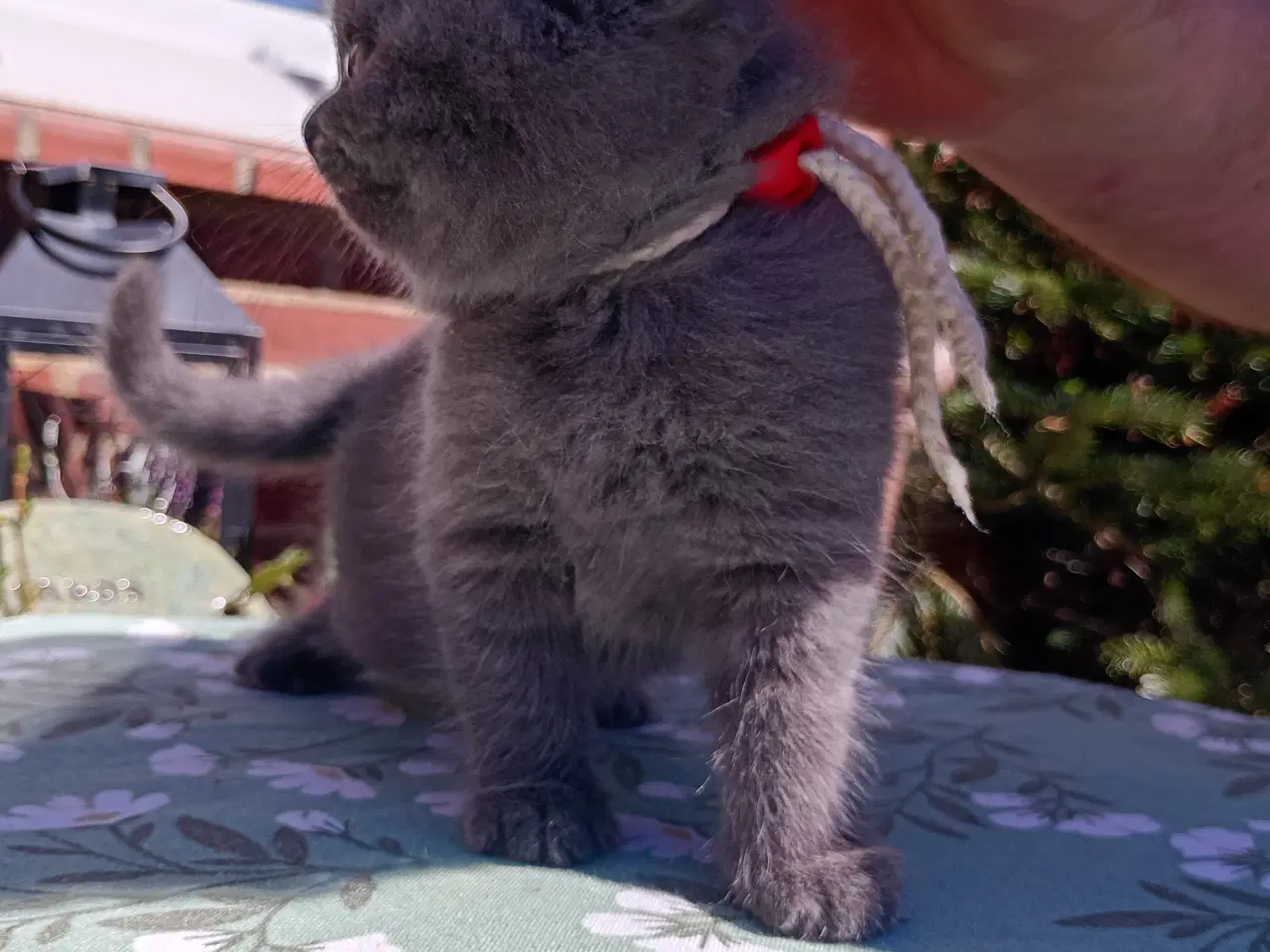 Billede 4 - British shorthair pige - RESERVERET