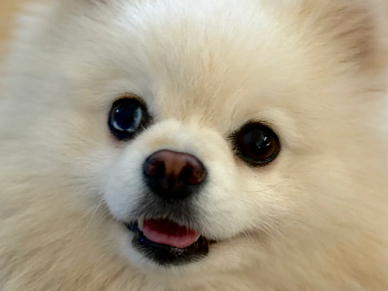 Billede 4 - Pomeranian babyer 