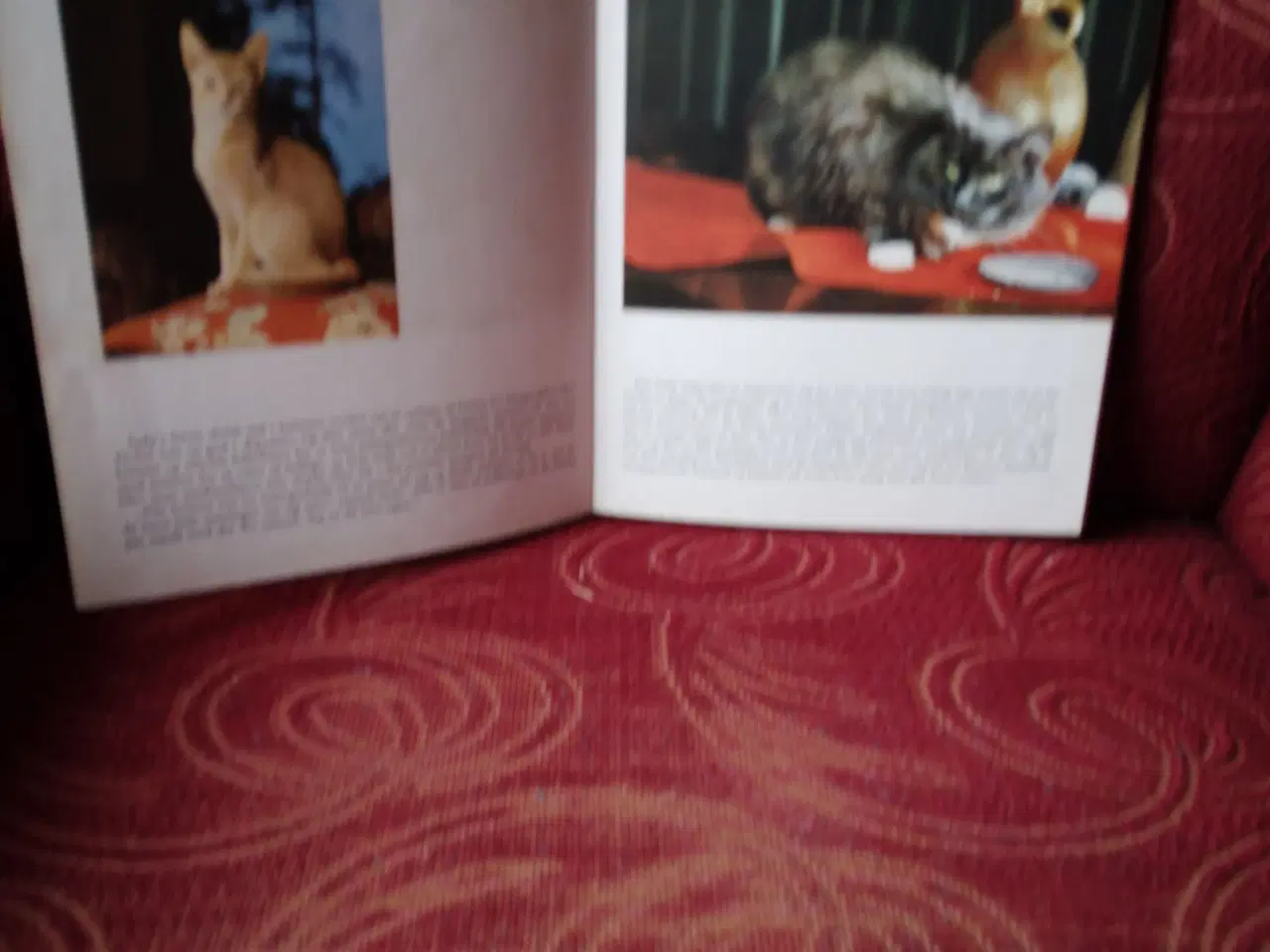 Billede 2 - Min egen kat - bog