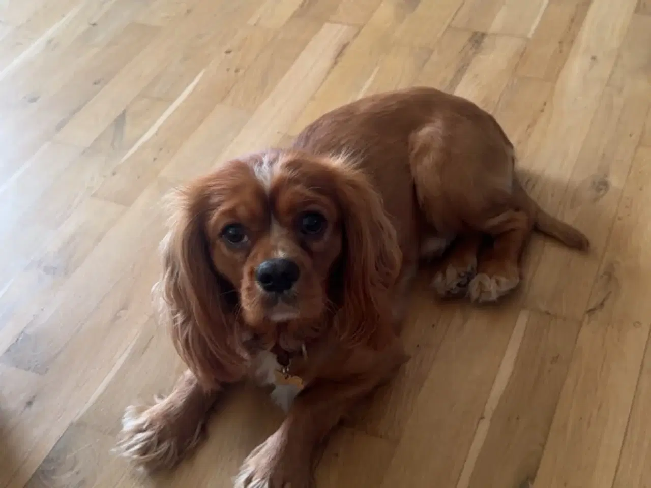 Billede 4 - Cavalier King Charles