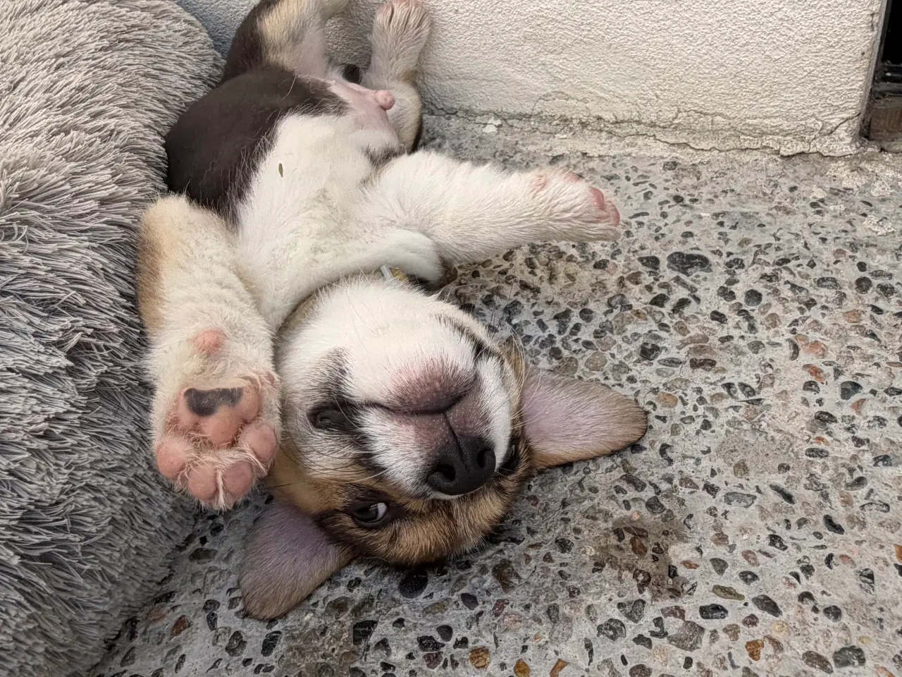 Billede 1 - Corgi Pembroke hundehvalpe