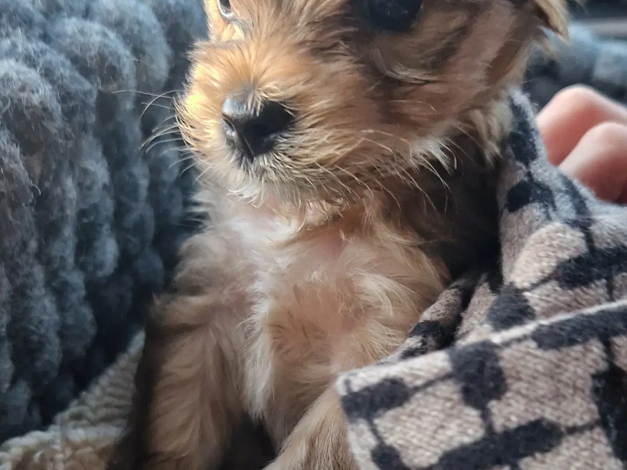 Billede 18 - Yorkshire terrier Biewer 