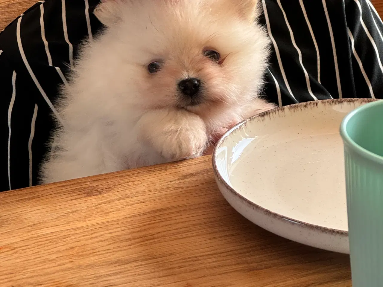 Billede 5 - Pomeranian hvalp 