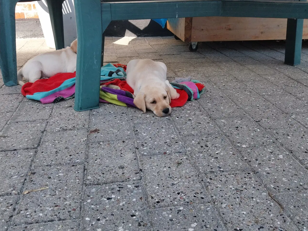 Billede 9 - Gule labrador hvalpe.