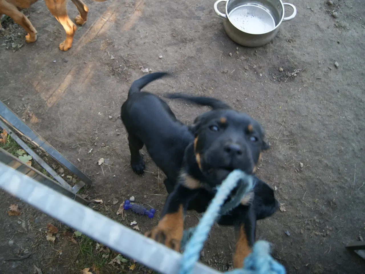 Billede 6 - 3 livlige og friske Cane Corso/ Rottweiler Hvalpe.