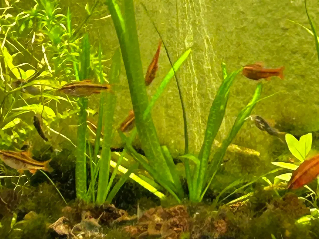 Billede 5 - 🍒🐟 Smukke Kirsebær Barber 🚨 Rolige akvariefisk