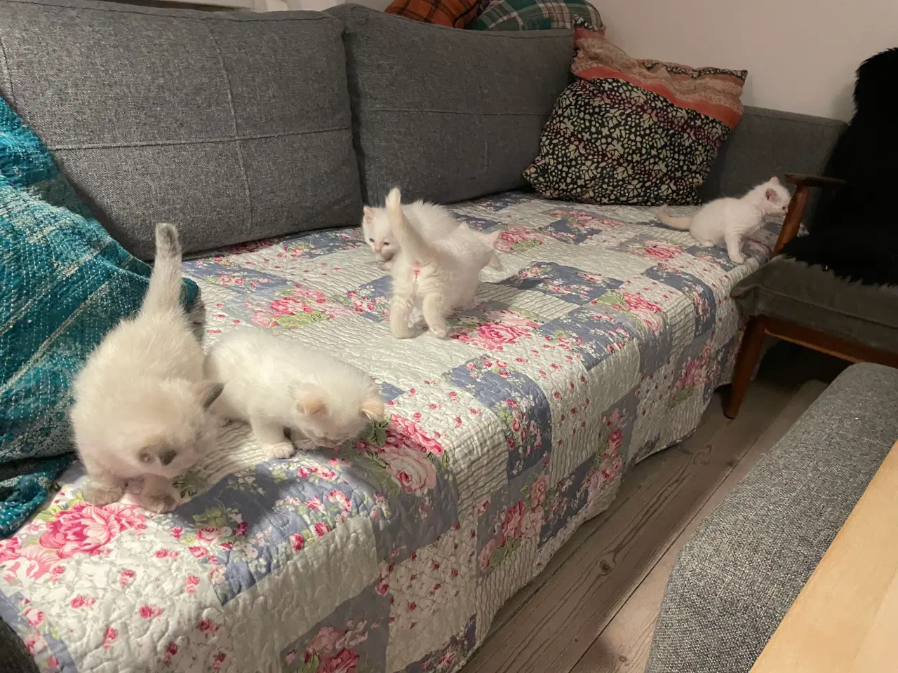 Billede 4 - Hellig Birma killinger