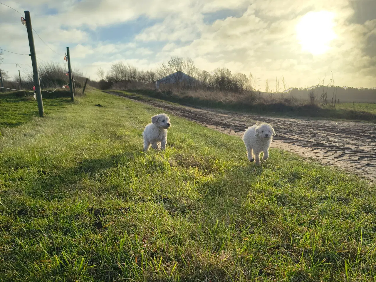 Billede 1 - Skønne mellem puddeler🩷