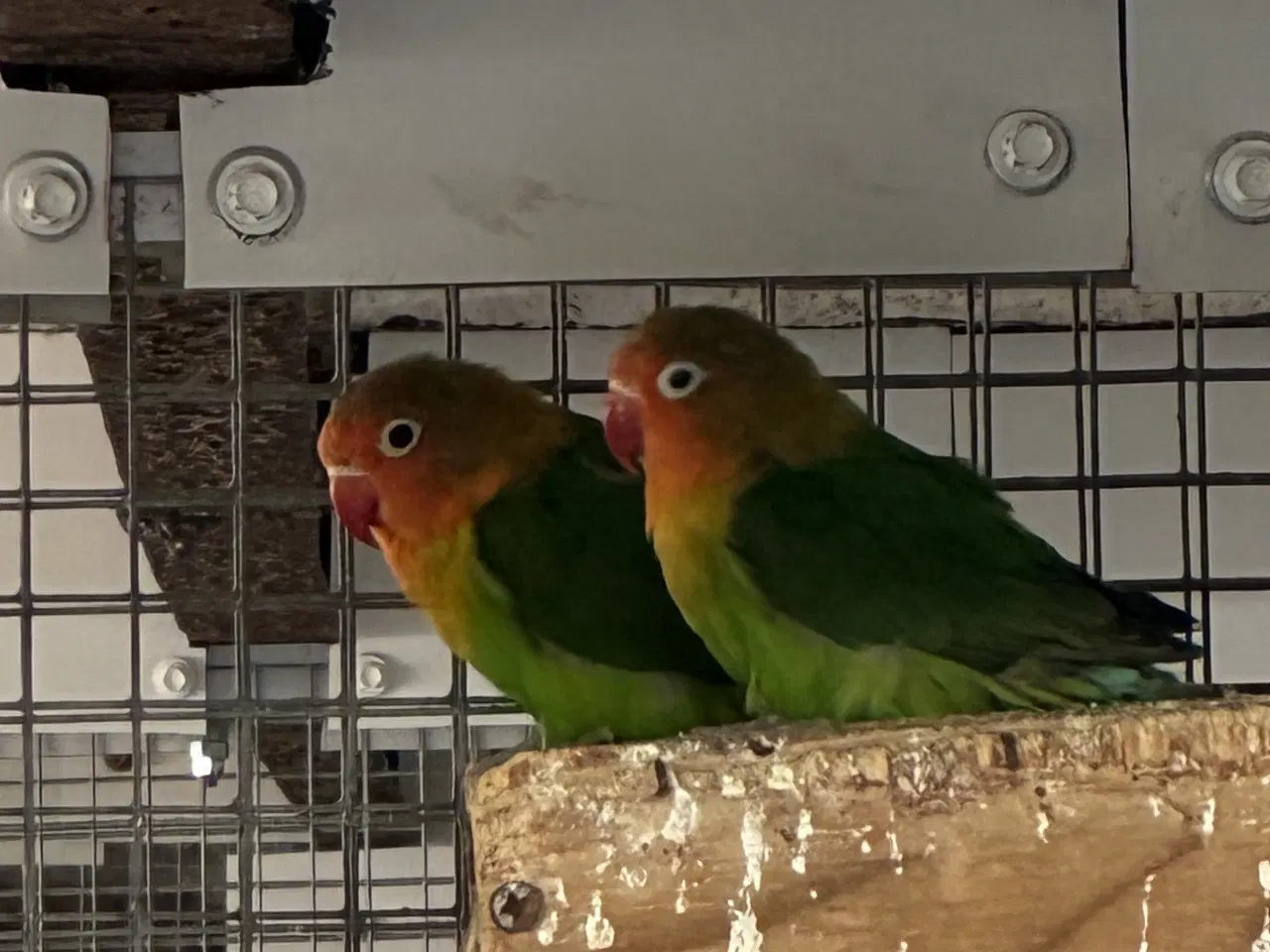 Billede 1 - Dværgpapegøjer 
