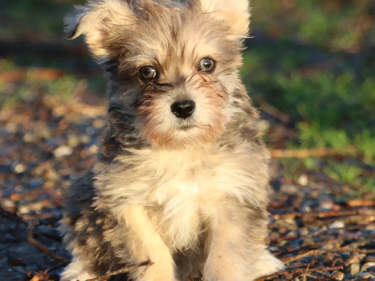 Billede 13 - Bichon havanais x cavalier king charles spaniel