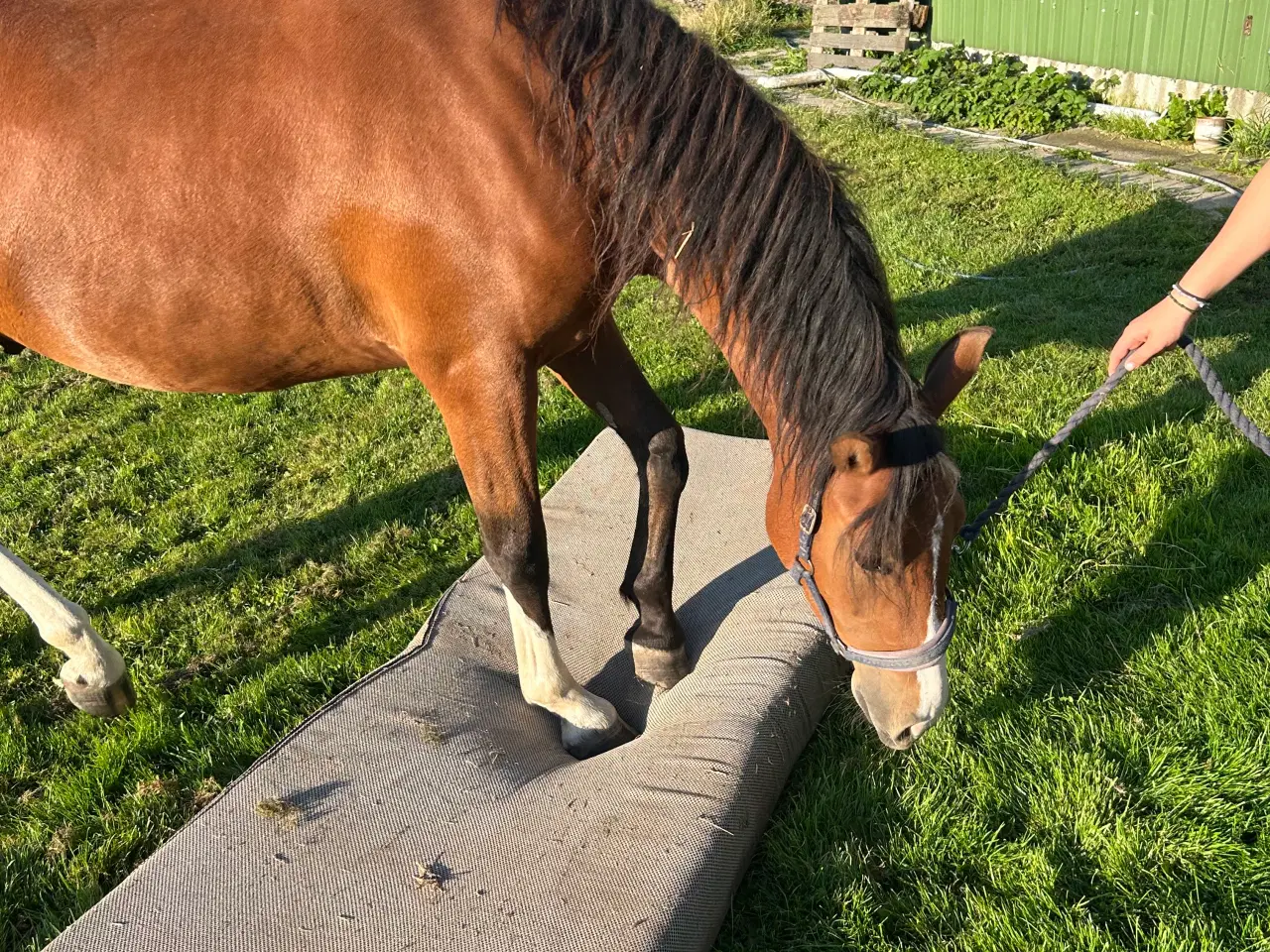 Billede 8 - Fantastisk welsh pony